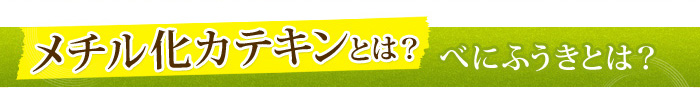 メチル化カテキンとは？